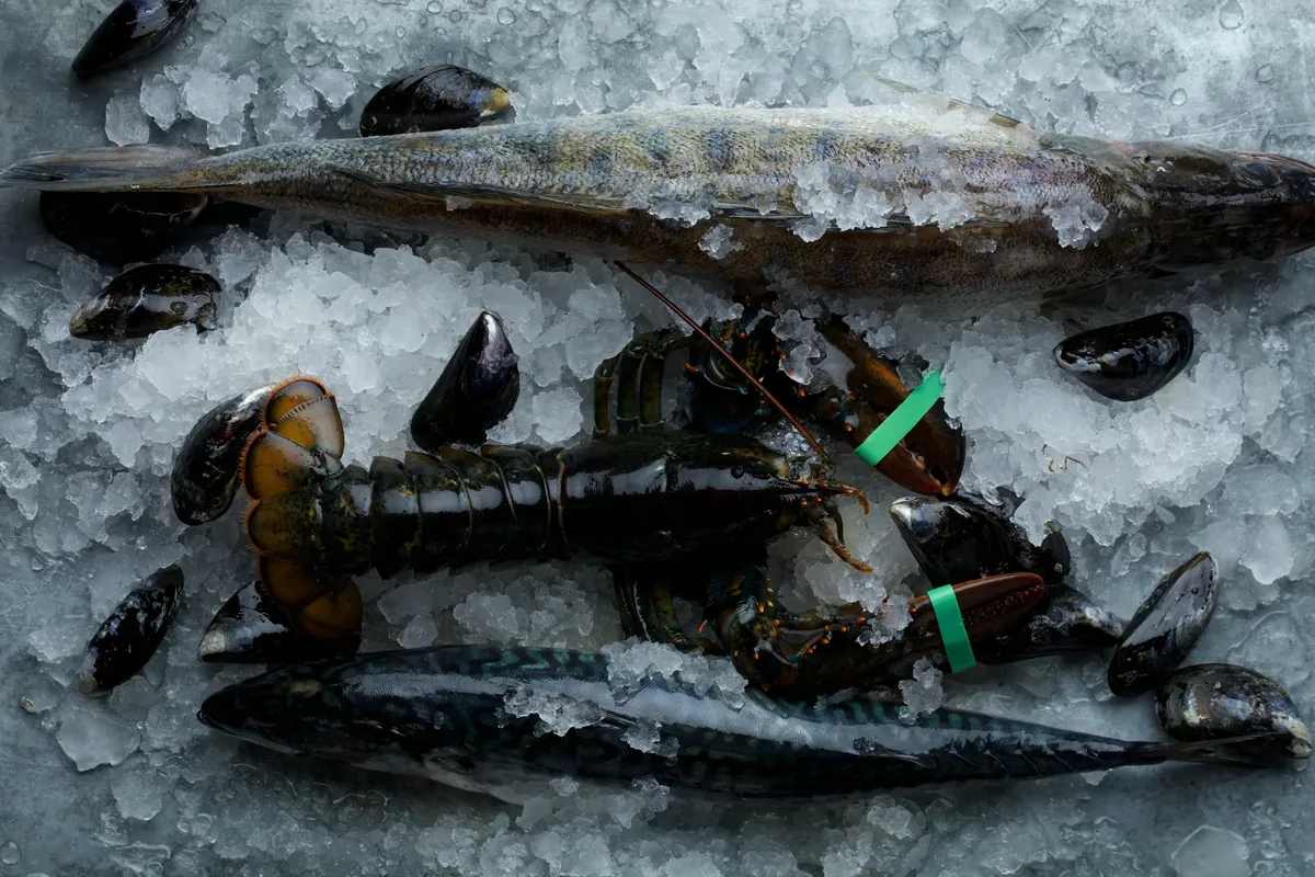 Fish, lobster and mussels on crushed ice