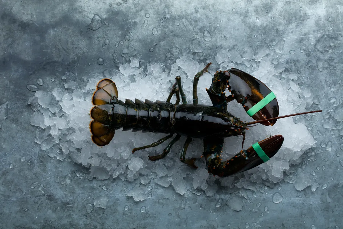 A live lobster on crushed ice