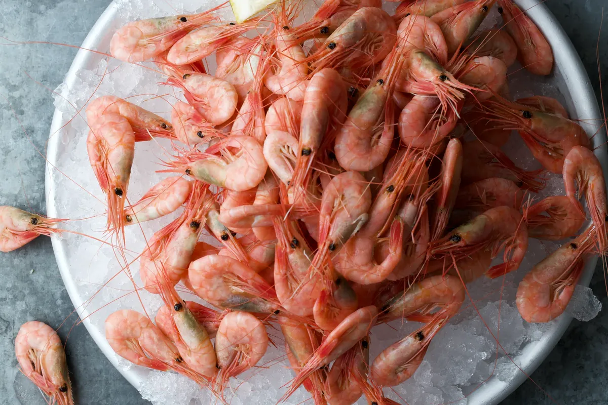 Fresh shrimp on ice with a lemon wedge