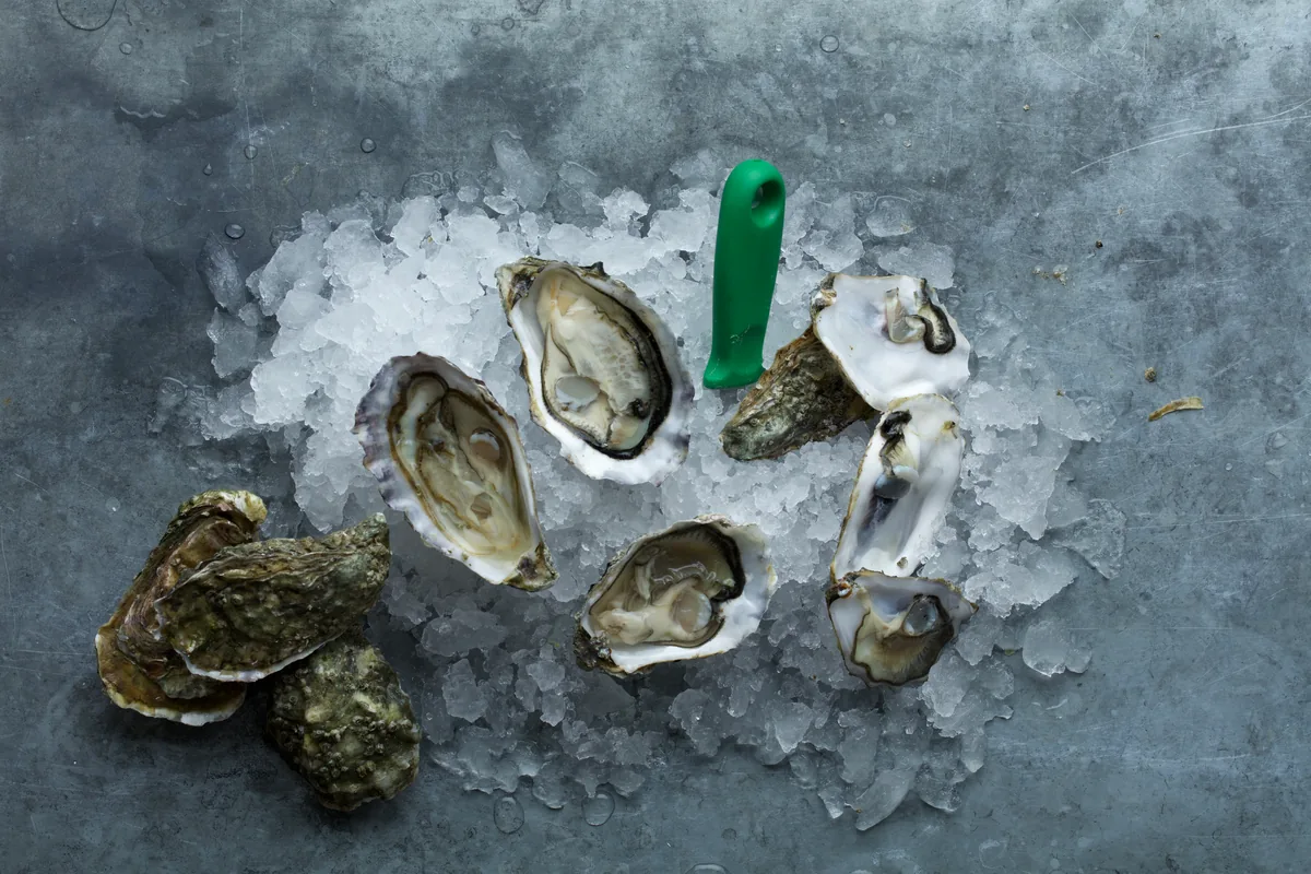 Opened oysters on crushed ice with a green oyster knife